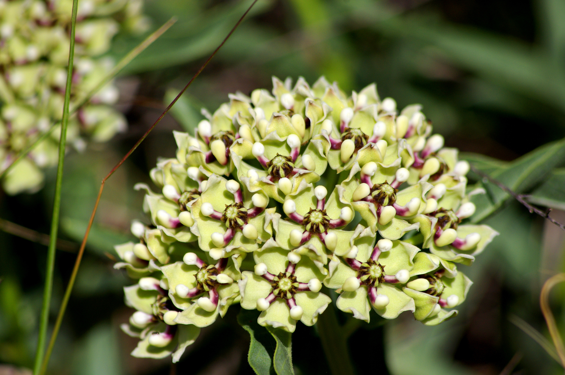 Antelope-horns, Spider Milkweed, Green-flowered Milkweed, Spider Antelope-horns (Asclepias asperula)