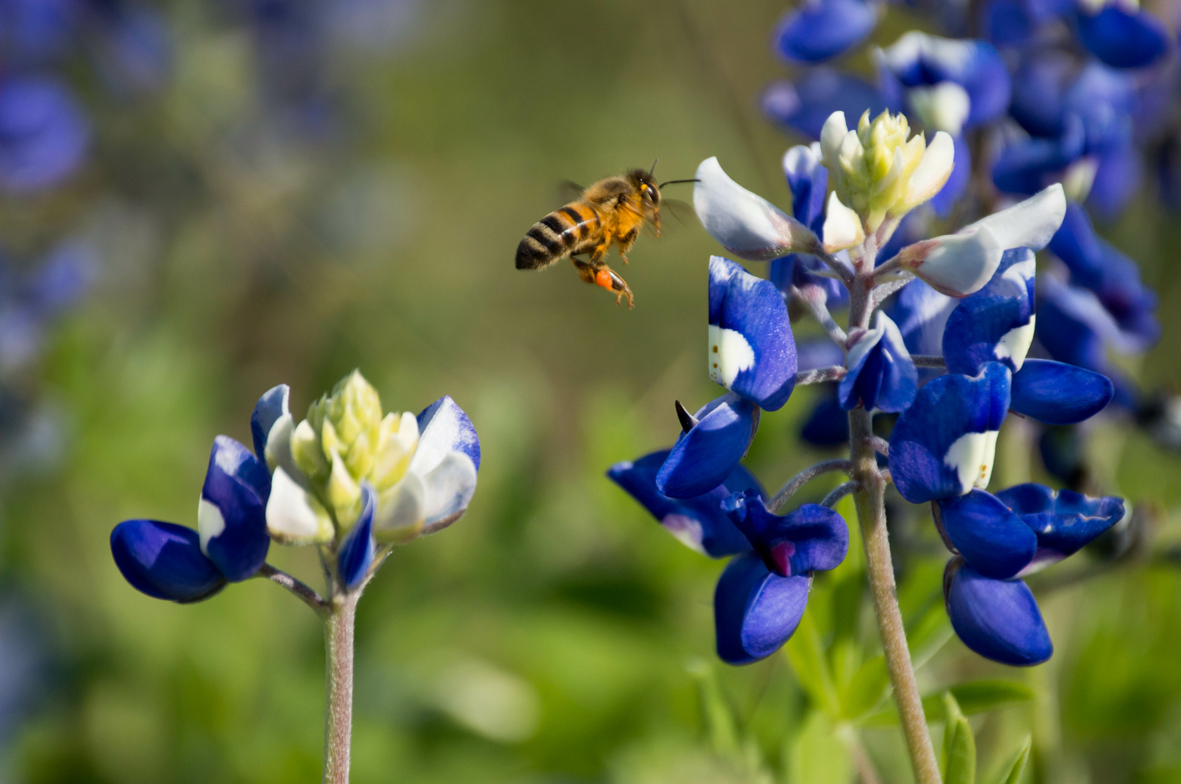 bluebonnet flower found at Twelve Hills Nature Center