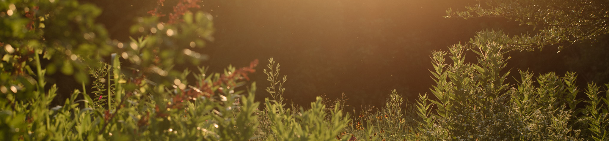 Protected: Bats at Twelve Hills