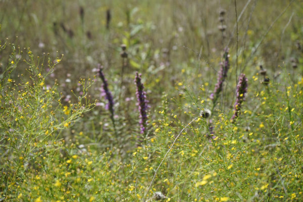 broomweed and liatris