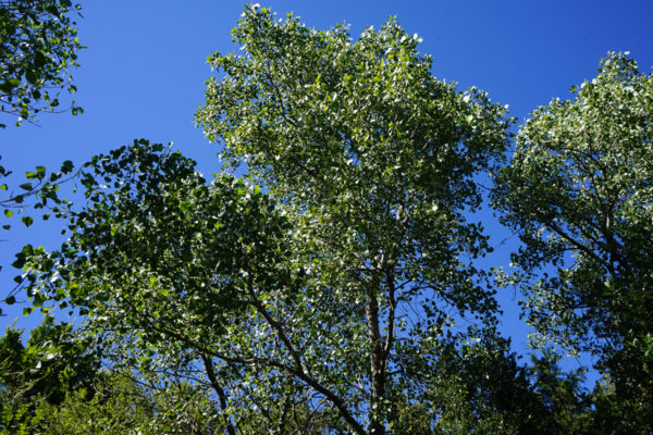 cottonwood tree 2