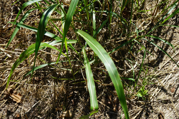 Invasive Johnson grass