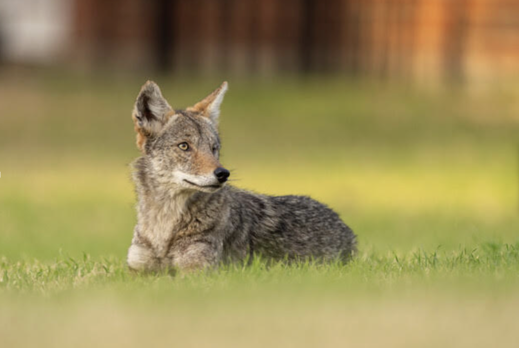 Urban coyote