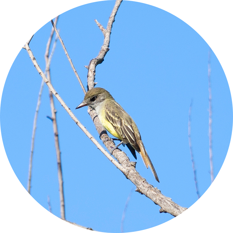 Great Crested Flycatcher