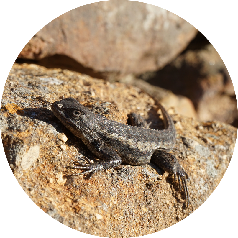 Texas Spiny Lizard