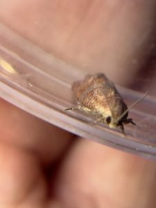 A filbert worm moth in a Petri dish