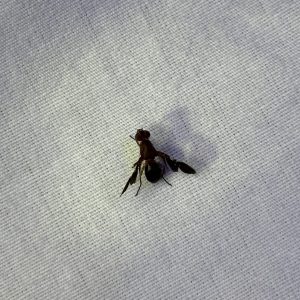 Common Picture-winged Fly