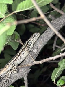 Texas spiny lizard