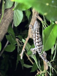 Texas spiny lizard