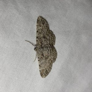 Brown-shaded Gray