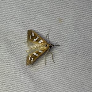 Fractured Western Snout