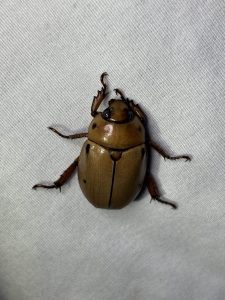 Grapevine beetle
