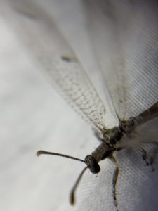 IMG_7959