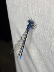 IMG_7982