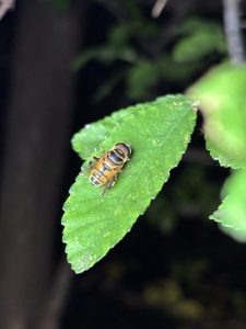 IMG_7984