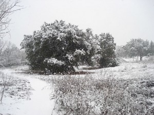 Big Live Oak in snow SB150914