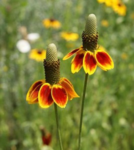 Coneflower Mexican Hat150914