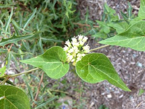 Funastrum cynanchoides climbing milkweed vine150914