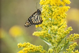 goldenrod with monarch150914