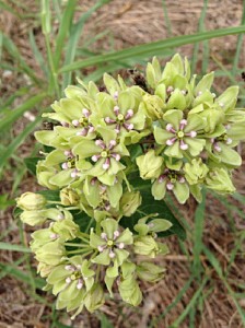 green milkweed150914