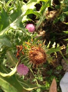 orange insects on musk thistle548150914       