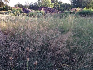 scene with grasses150914